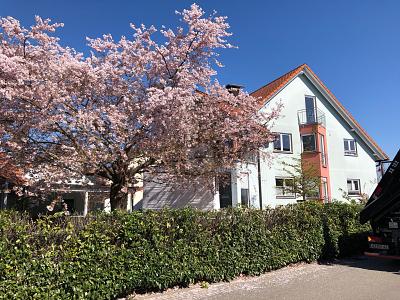 RUHIGES INVESTMENT-JUWEL AM EUROPA-PARK - Mehrfamilienhaus, Wohnhaus Rust | Angebot:27233931