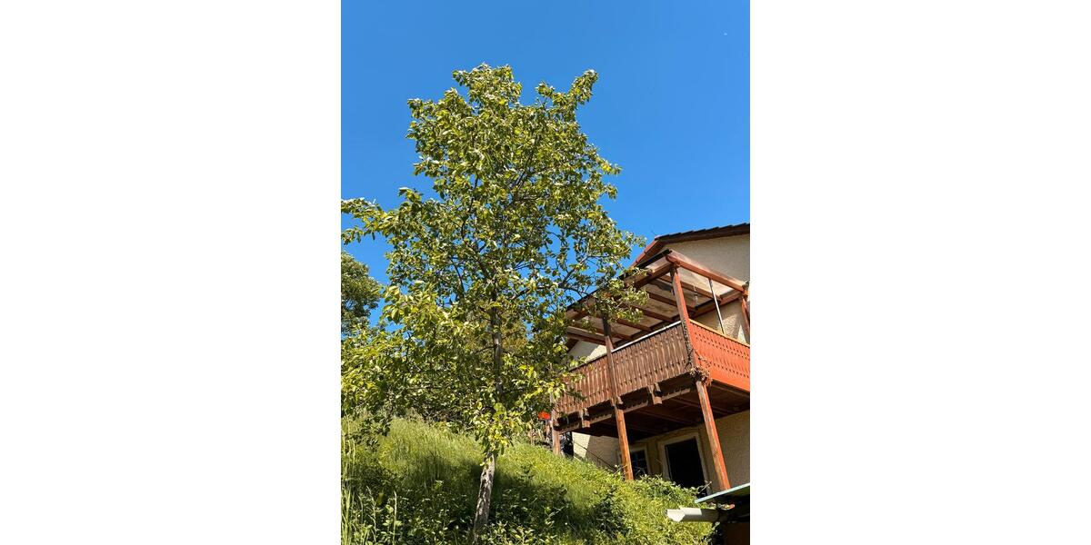 Einfamilienhaus Ettenheim - 600.000&euro; | Angebot:26777663