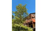 Einfamilienhaus Ettenheim - 600.000&euro; | Angebot:26777663