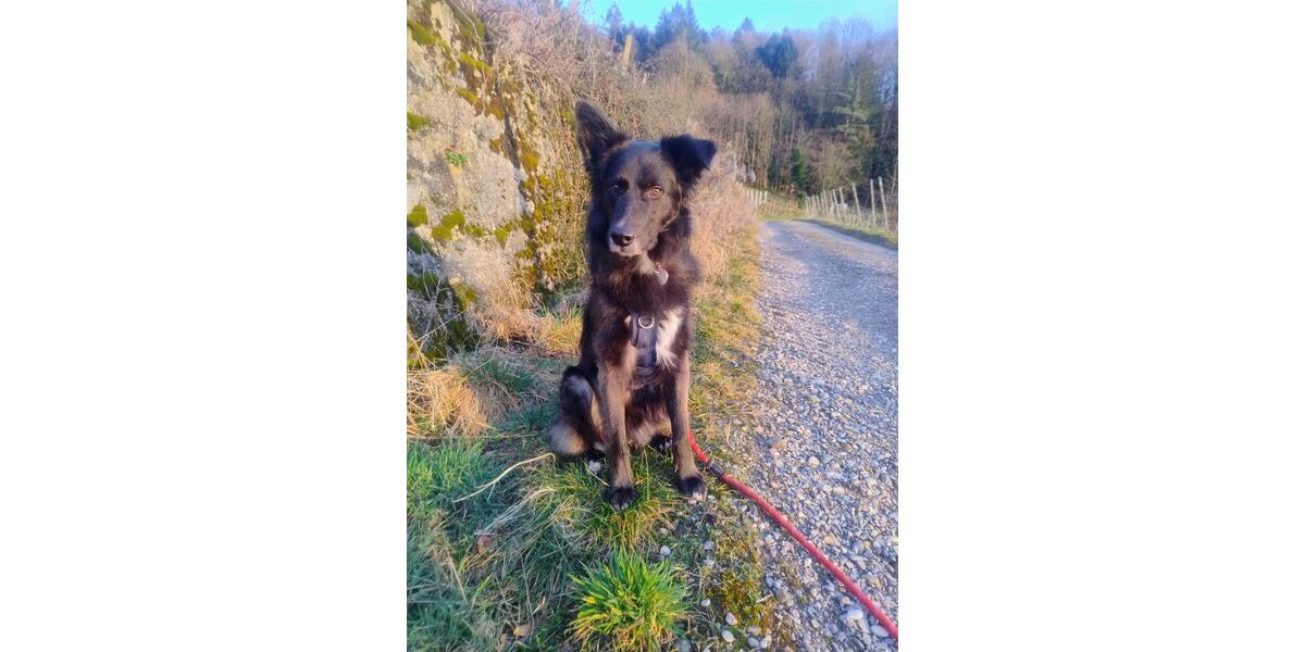 Etagenwohnung Sasbachwalden - 7 Zimmer, 180 m&sup2;, 755&euro; | Angebot:24688232