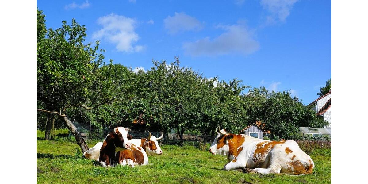 Gewerbeobjekt Kehl - 4.000&euro; | Angebot:12245520