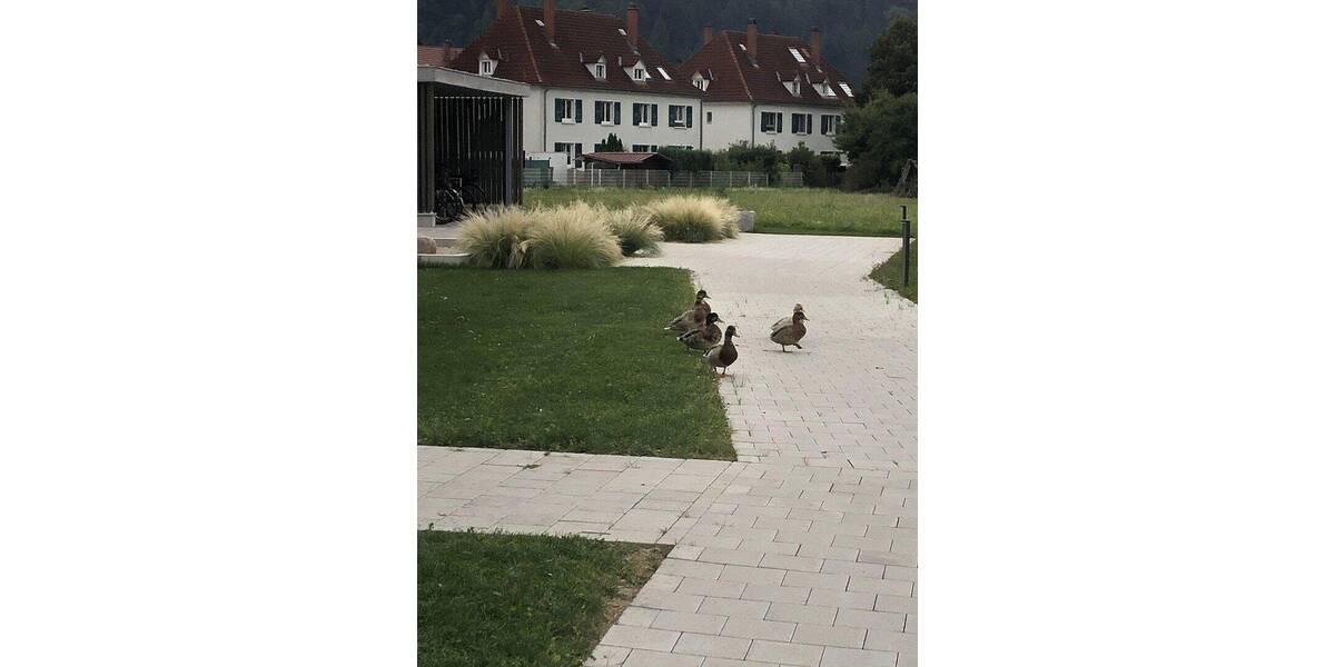 Etagenwohnung Hausach - 3 Zimmer, 89 m&sup2;, 1.152&euro; | Angebot:26897136