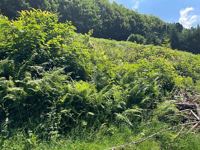 ERSCHAFFEN SIE IHREN WOHNTRAUM IM GRÜNEN - Grundstück Ottenhöfen im Schwarzwald | Angebot:26981928
