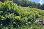 ERSCHAFFEN SIE IHREN WOHNTRAUM IM GRÜNEN - Grundstück Ottenhöfen im Schwarzwald | Angebot:26981928
